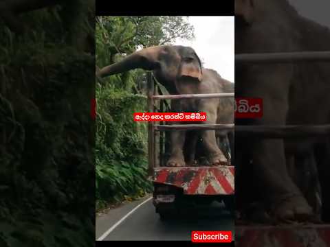 ඇද්දා නේද කරන්ට් කම්බිය #elephant #animals #viralvideo #shorts