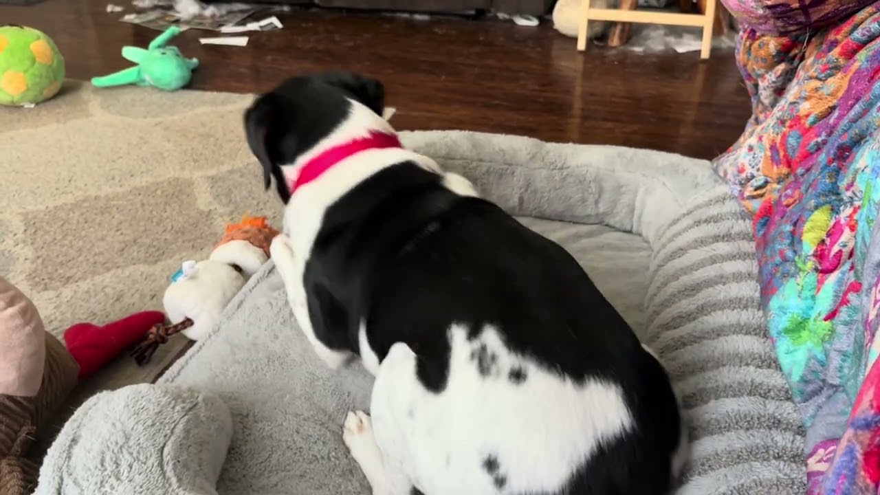 Enlarge John, a Adoptable mixed breed in Aurora, IL video 6/6