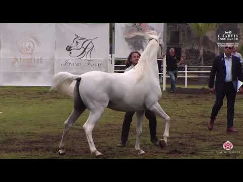 N 136 KHARAFI AL DANAT   Vesuvio Trophy 2023   Straight Egyptian   Stallions Championship Class 20CH