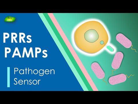 Pattern recognition receptor | Immune system | PRRs | PAMPs | DAMPs | Basic Science Series