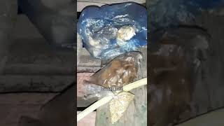 Download lagu masak jeroan daging wedus mantap mp3