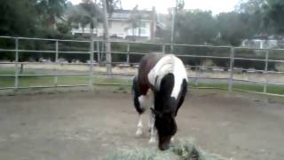 Cowboy's Delight APHA Gelding
