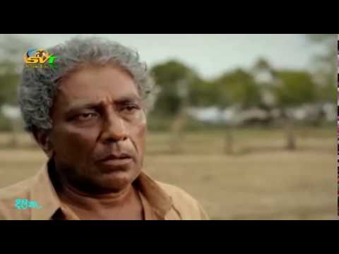 AMAL BISO NONSTOP  SAHARA FLASH