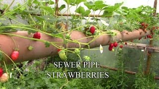 Sewer Pipe Strawberries - The Best Place To Grow Them!