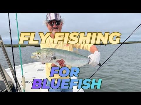 FLY FISHING FOR BLUEFISH DURING THE SPRING RUN ON LONG ISLAND!