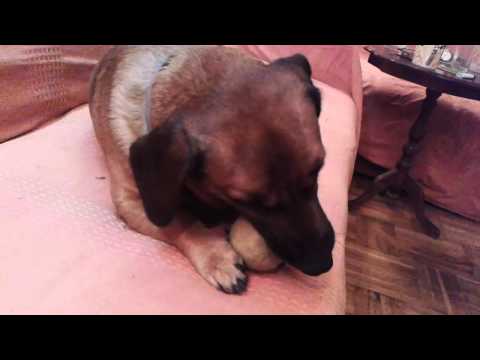 Vino i gitare i pas Aki