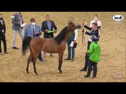 N 15 WADEEAH AL SHAHANIA   1st Qatar Arabian Horse Show Local Bred