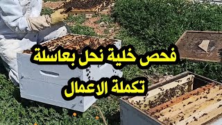 فحص خلية بعاسلة تكملة العمل مع الخلايا بعاسلات 2026/03/23 تابع للاخير لتستفيد