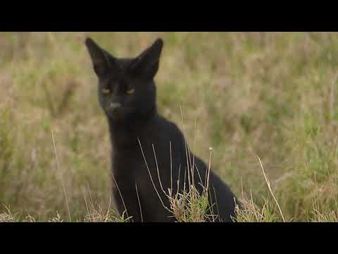 Lion Attack on a 'Black' Serval