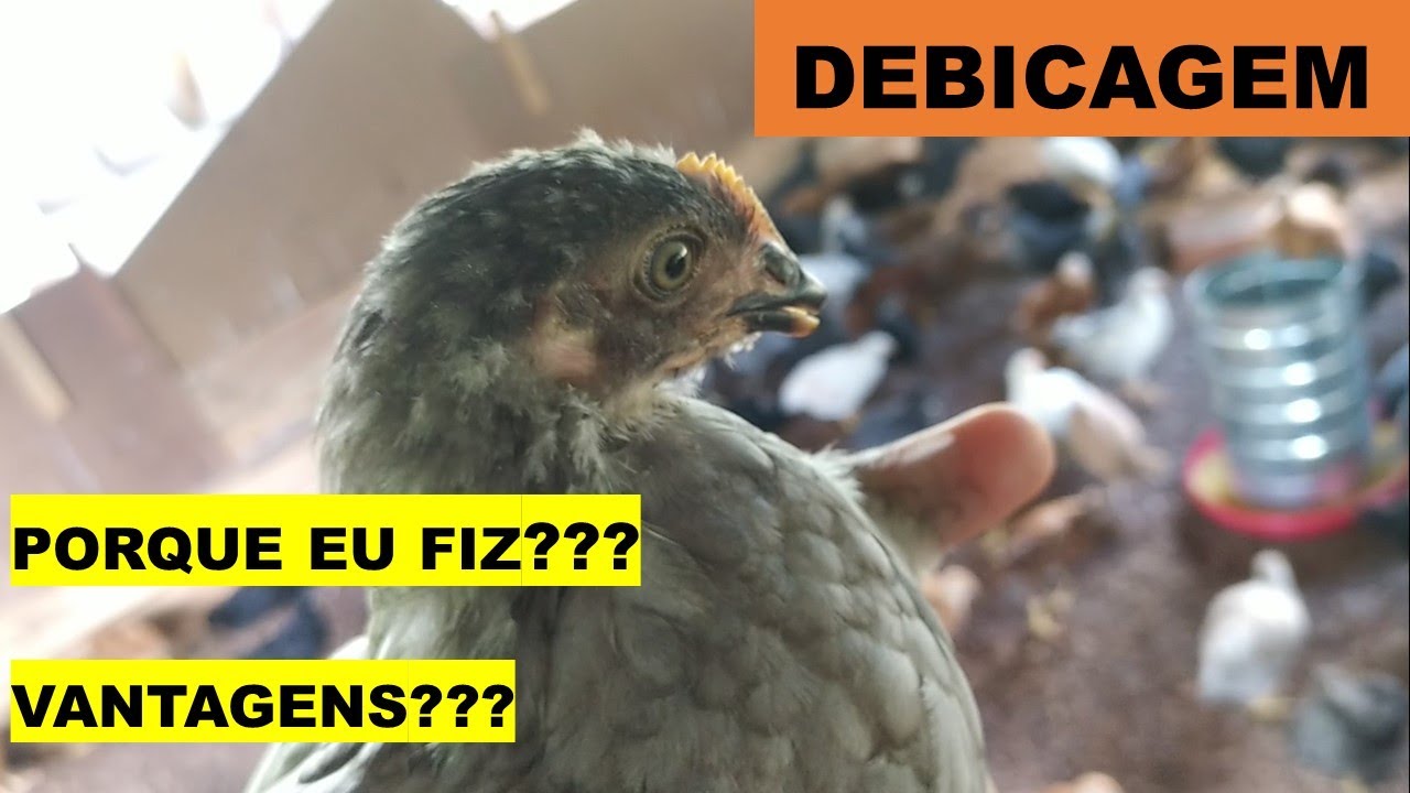 porque eu fiz a debicagem nas minhas galinhas poedeiras e o que aconteceu depois veja