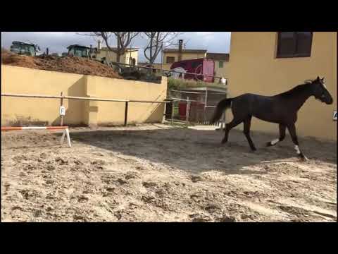 3yo - Cornet Obolensky x Untouchable Z