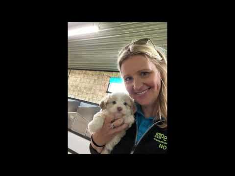 Dream Tails Willow Creek