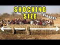 5 Largest Crocodiles In The World