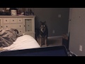 House Trained Wolf Dog