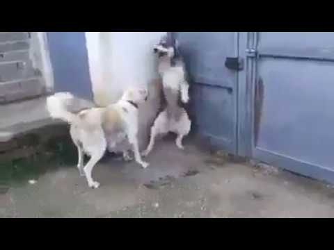 Mom Dog scolding Dad for threatening children unnecessarily!