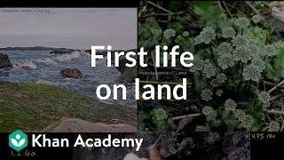 First living things on land clarification