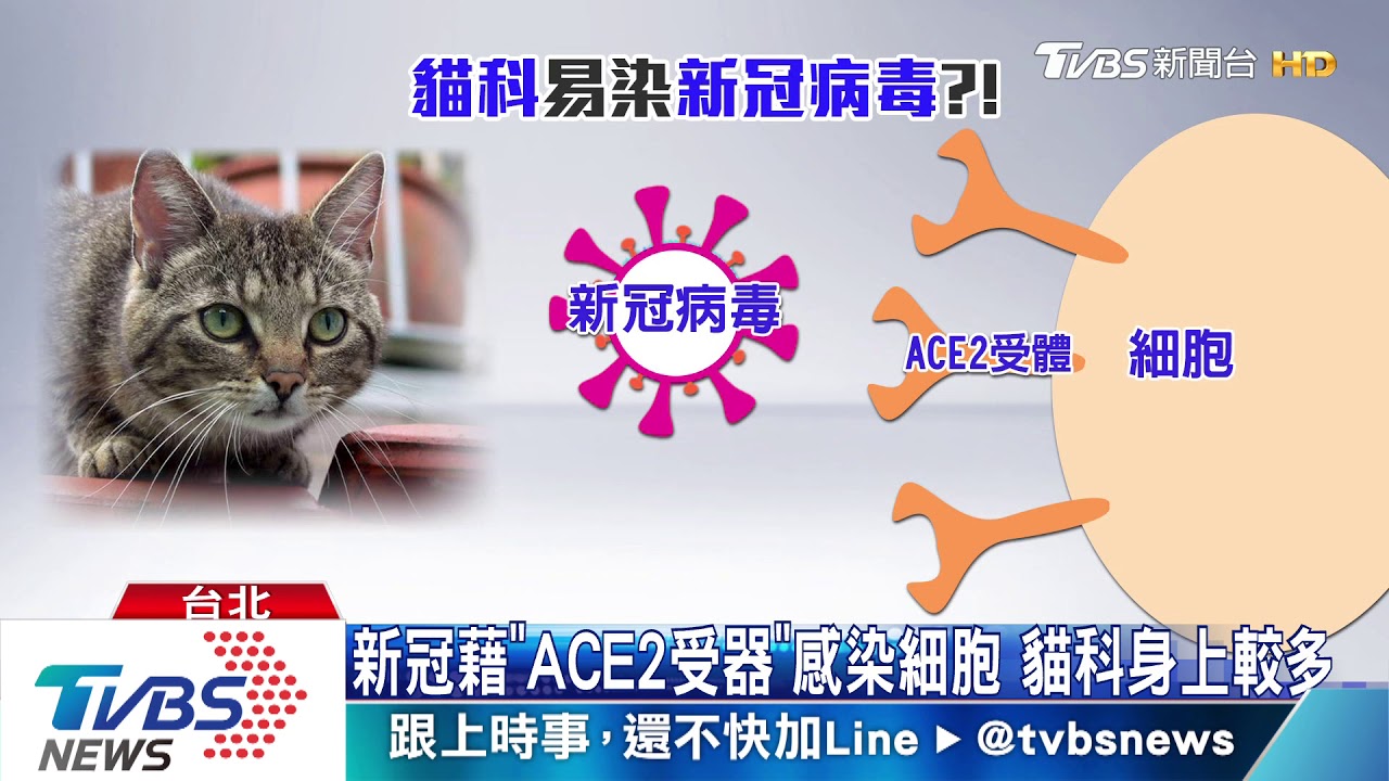 貓奴注意!新冠病毒恐傳動物 貓科風險最高