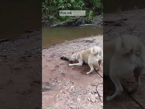 Meet the cutest hiking dog Nadia! #cutedog #nature #shorts