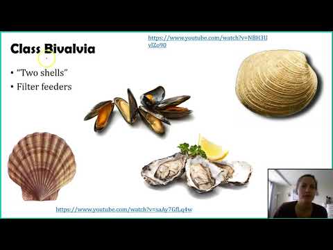 Phylum Mollusca - Part 1