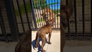 Download lagu Pitbull meets Lion mp3 Download lagu Pitbull meets Lion mp3