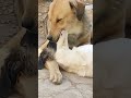 My Dogs French Kissing Viralvideo Kissing Frenchkiss