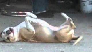Dancing Dog doing the Bike Back at a party