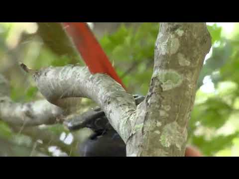 Simple Solutions: Using a Reciprocating Saw to Prune Tree Branches