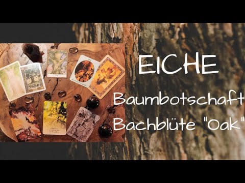 Eiche 💚 Baumbotschaft ❤️ Bachblüte "Oak" 🌳 Orakel Natur Baumkraft