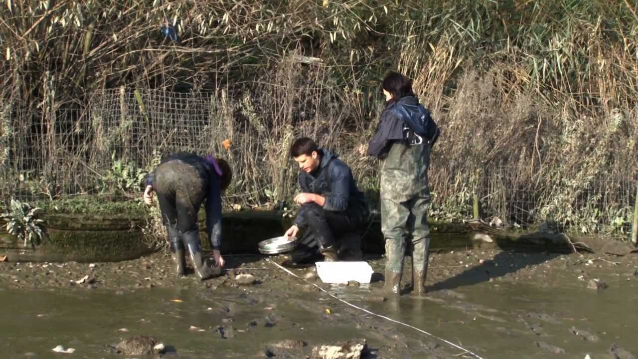 Thames Invasive Species Survey - ZSL