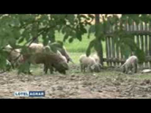 Mangulice Mangulica Loznica Srbija