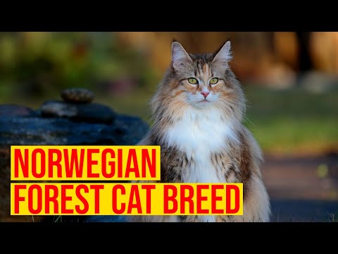 Norwegian Forest Cat Breed Everything You Need To Know/ All Cats