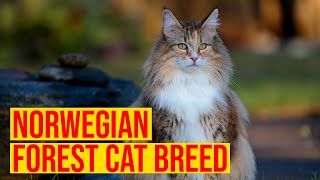 Norwegian Forest Cat Breed Everything You Need To Know/ All Cats