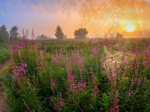 Nicolas De Angelis Diego Modena   Implora