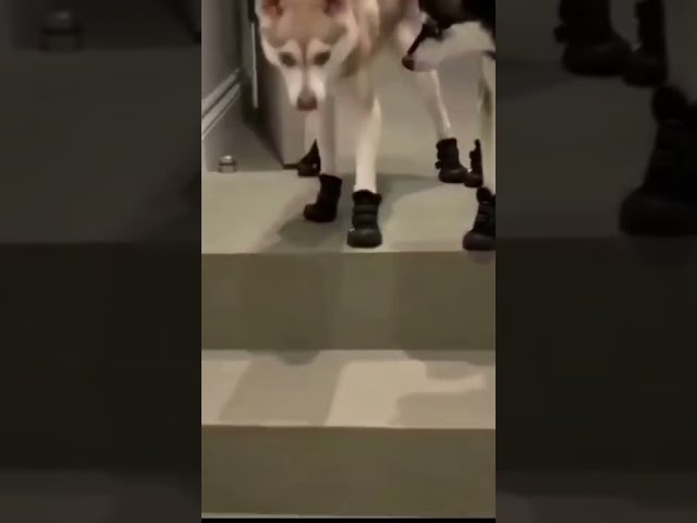 Vídeo relacionado con DYSWTUE Calcetines de Animales Graciosos, Divertidos Calcetines 3D con Patas de Perro, Regalos Novedosos, Diseño Lindo y Divertido Creativo, Tamaño Universal para Adultos, 40cm