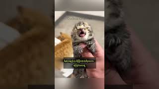 Download lagu #dadidachannel #cat #catshorts mp3