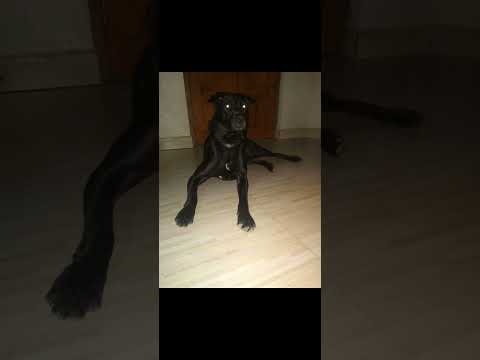 MY SHIKARI RAJA GABBAR #labrador#rottweiler#mixbreed#shorts #fighter#hunting#dog#animal#puppy#memes