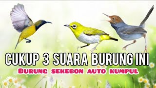 Download lagu MP3 Sogon Ribut Kombinasi Prenjak Starter Dan Pleci Ngecir mp3 Download lagu MP3 Sogon Ribut Kombinasi Prenjak Starter Dan Pleci Ngecir mp3