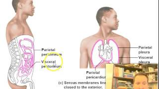 Skin and Body Membranes