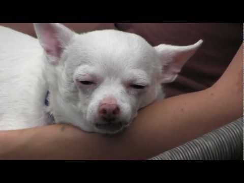 --Acho, an adopted Chihuahua in Spring Lake, NJ_image-1