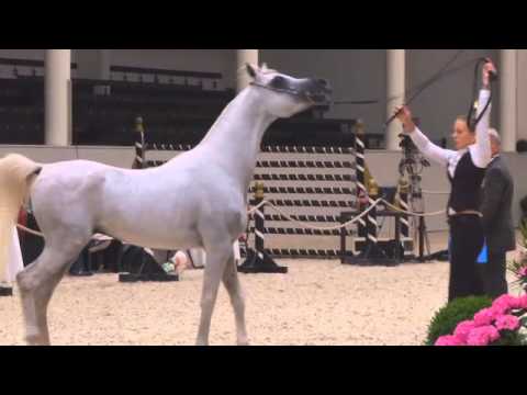 Berlin Cup Werder 2013 - Stallion 4-6 years old (Class 12) - N.26 K.Z. SARAAB