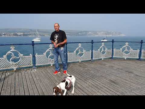 Little Springeraner / Weimaringer puppy learning to communicate and follow instructions.