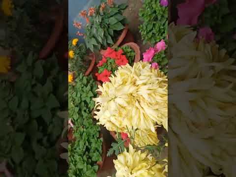 All flower video#afsar block