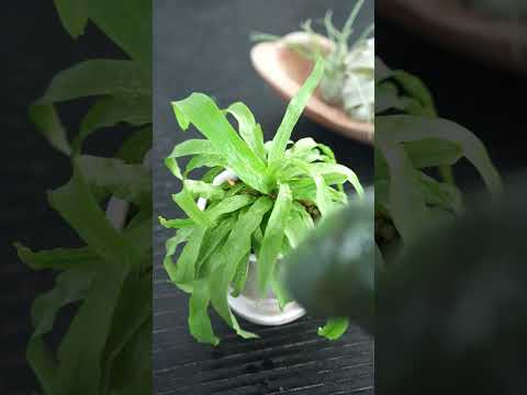 屋内シダ2023とは何ですか