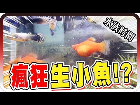 茶壺魚懷孕