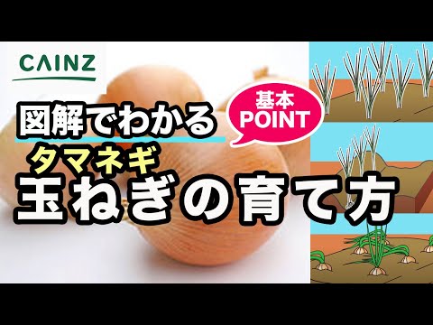 玉ねぎの隣に植える花はどれですか?タマネギのウジ虫を防ぐ植物を発見する  庭園