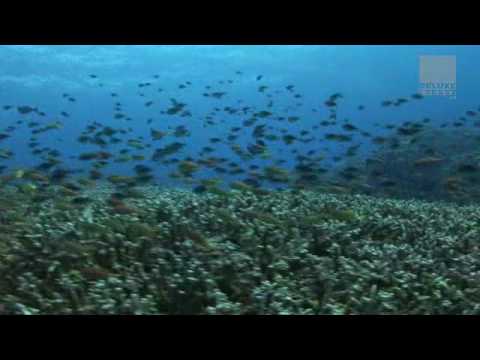 Club Des Belugas - Sisi Tartar