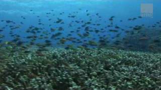 Club Des Belugas - Sisi Tartar