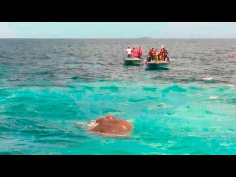 Jakmile námořníci zahlédli tohoto tvora ve vodě, vyskočili z lodi!