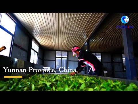 A 1,000-year-old bittersweet tea garden in Yunnan