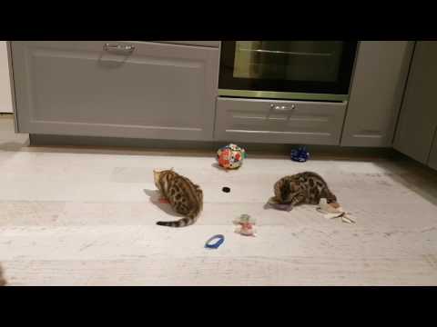 Bengal kittens playing with their littermates!